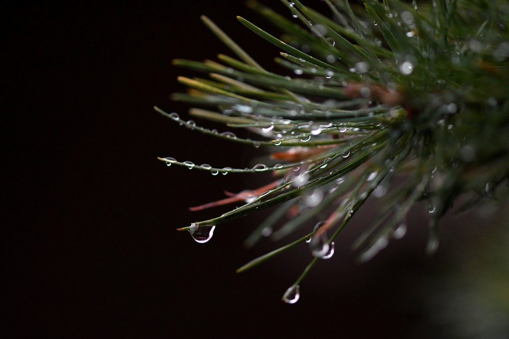 conifer, raindrop, drop of water