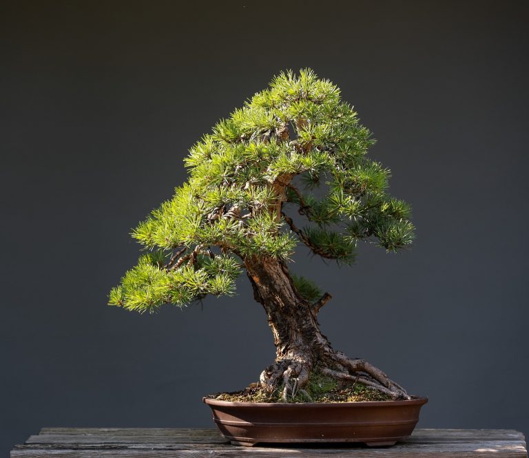 bonsai, pine bonsai, tree-7362259.jpg